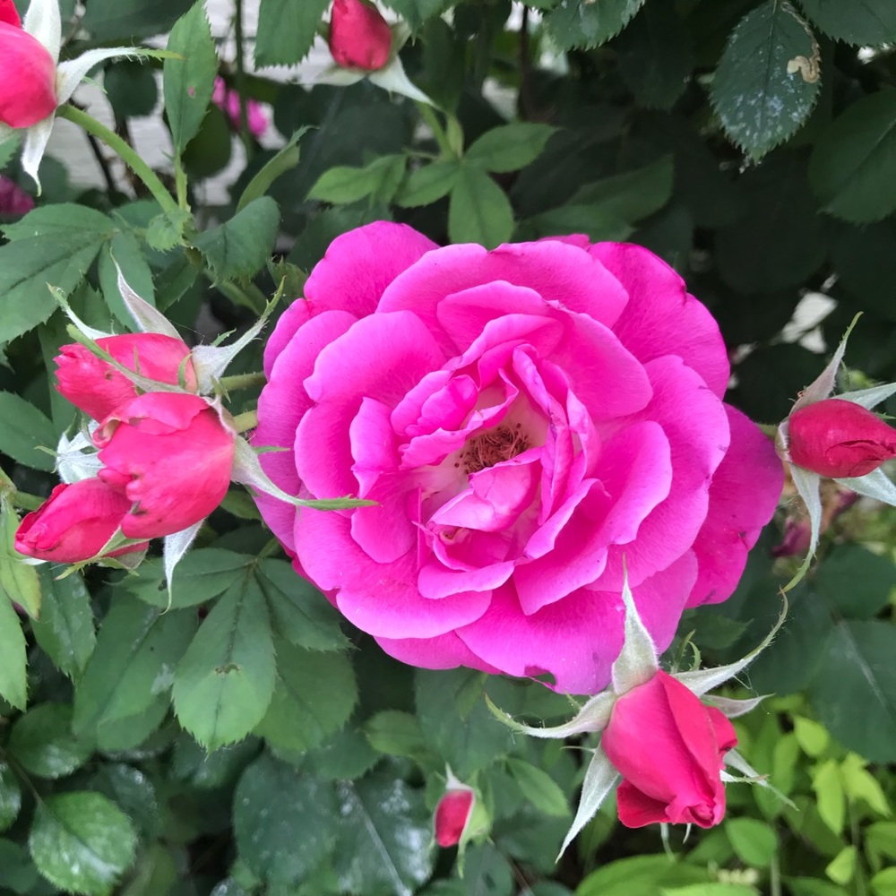 Meet your Posher, Yan